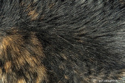 Eliminate Cat Dandruff: A Vet‑Approved Guide to Healthy Skin