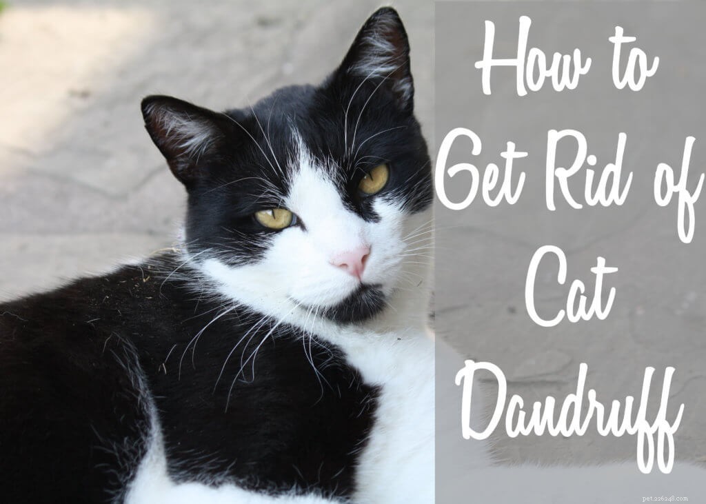 Eliminate Cat Dandruff: A Vet‑Approved Guide to Healthy Skin