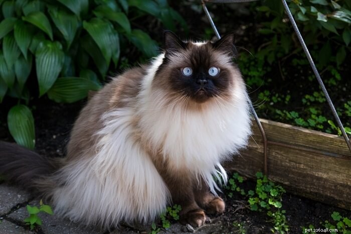 Discover the Most Charming Blue‑Eyed Cat Breeds