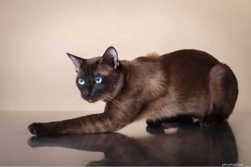 Discover the Most Charming Blue‑Eyed Cat Breeds