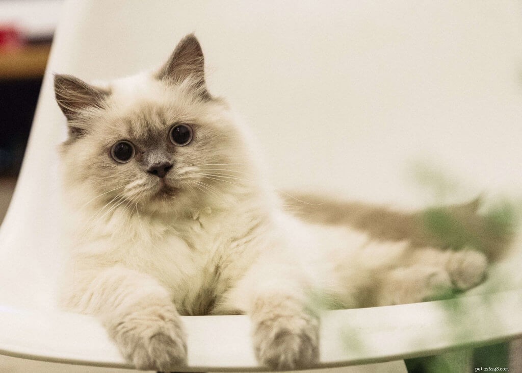 Discover the Most Charming Blue‑Eyed Cat Breeds