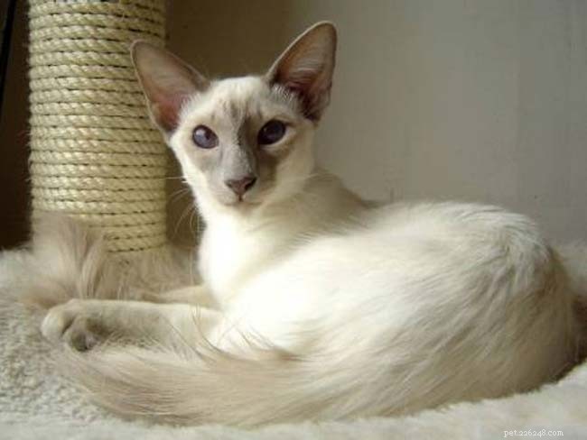 Discover the Most Charming Blue‑Eyed Cat Breeds