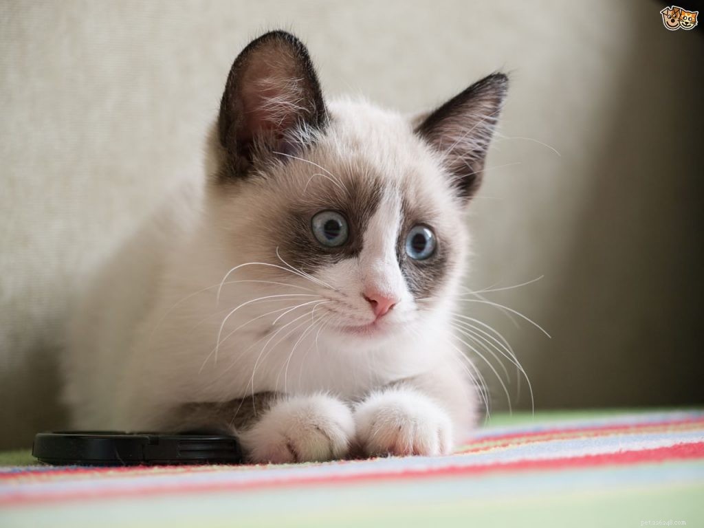 Discover the Most Charming Blue‑Eyed Cat Breeds