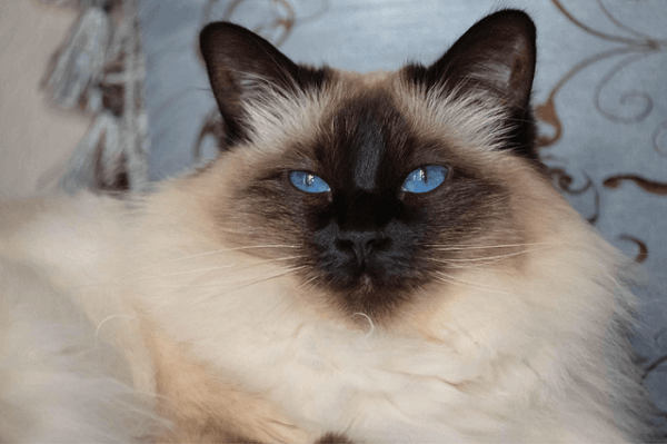 Discover the Most Charming Blue‑Eyed Cat Breeds
