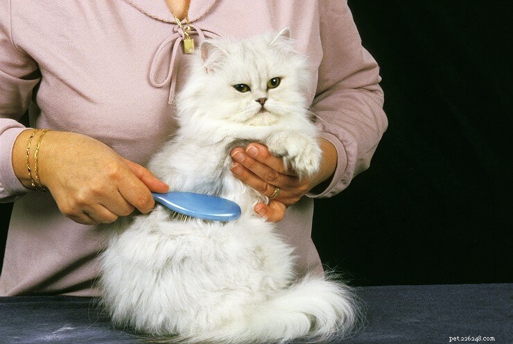The Ultimate Persian Cat Grooming Guide: Tips, Tools, and Time‑Saving Techniques