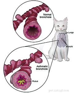 Comprehensive Guide to Feline Asthma: Symptoms, Treatment, and Prevention