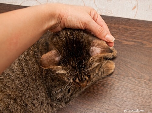 Ringworm in Cats: Symptoms, Diagnosis, and Effective Treatment & Prevention