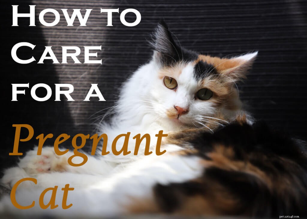 Comprehensive Guide to Caring for a Pregnant Cat