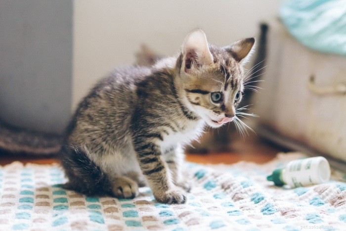 Comprehensive Guide to Caring for a Pregnant Cat
