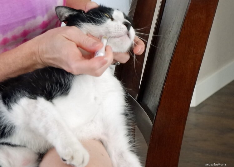 King Kanine CBD Oil for Cats: In‑Depth Review & Benefits