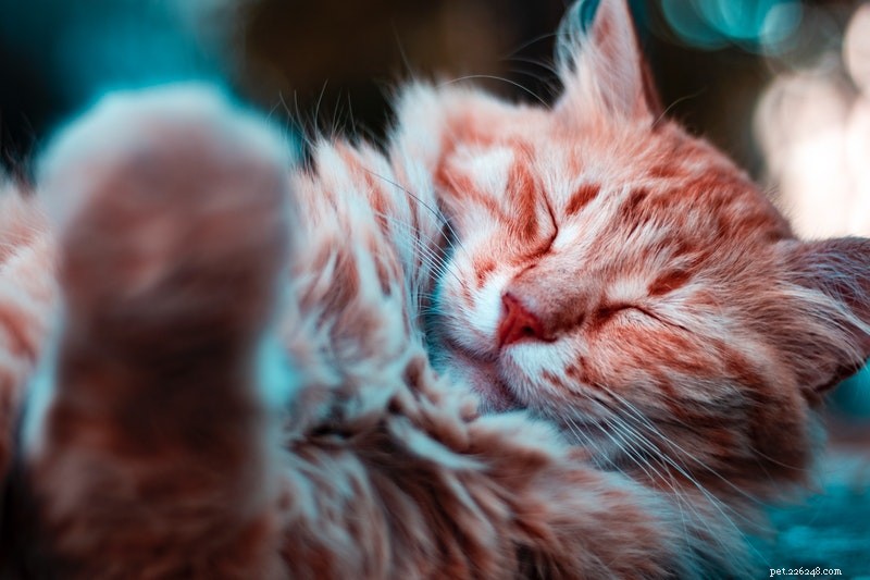 Keep Your Cat Tick‑Free: Expert Tips for a Healthy Home