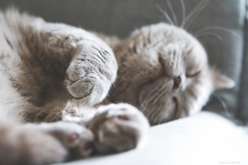 Keep Your Cat Tick‑Free: Expert Tips for a Healthy Home