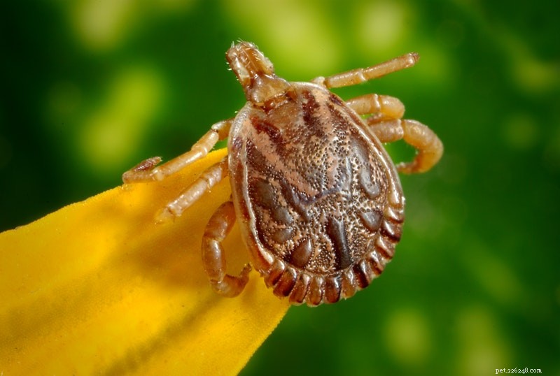 Keep Your Cat Tick‑Free: Expert Tips for a Healthy Home