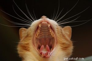 Why Your Pet Needs Routine Vet Check-Ups: Key Health Benefits