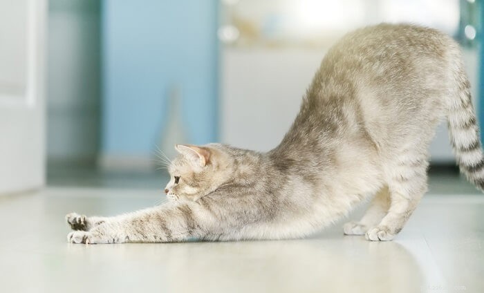 Understanding Why Cats Arch Their Back: A Guide to Feline Stretching Behavior