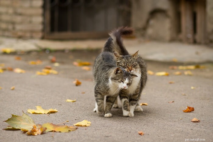 Why Cats Headbutt: Decoding Their Gentle Nudges & When to Respond