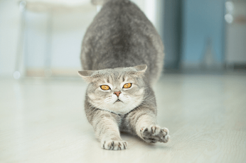 Understanding Why Cats Arch Their Back: A Guide to Feline Stretching Behavior