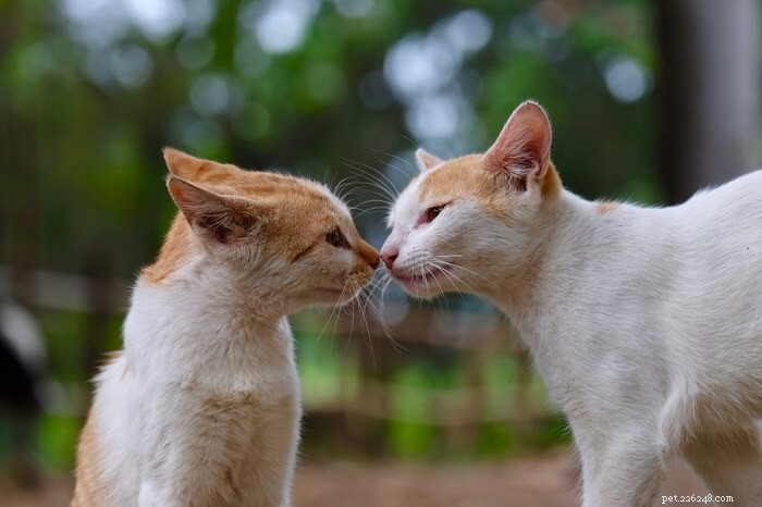 Why Cats Headbutt: Decoding Their Gentle Nudges & When to Respond