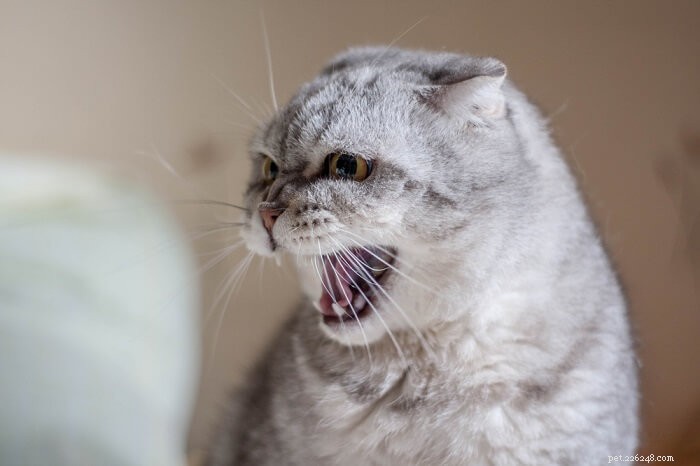 What Does a Growling Cat Mean? 6 Essential Insights