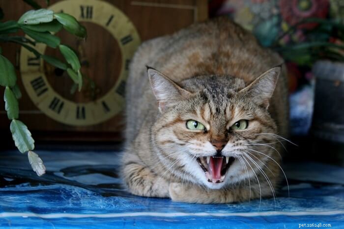 What Does a Growling Cat Mean? 6 Essential Insights
