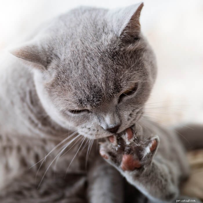 Understanding Cat Nail Biting: Why Cats Pull Their Claws and How to Help