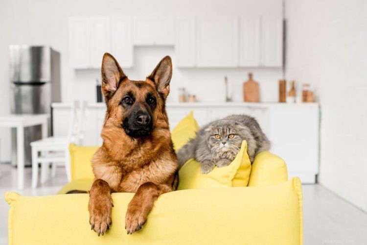 Can German Shepherds Coexist Harmoniously with Cats?
