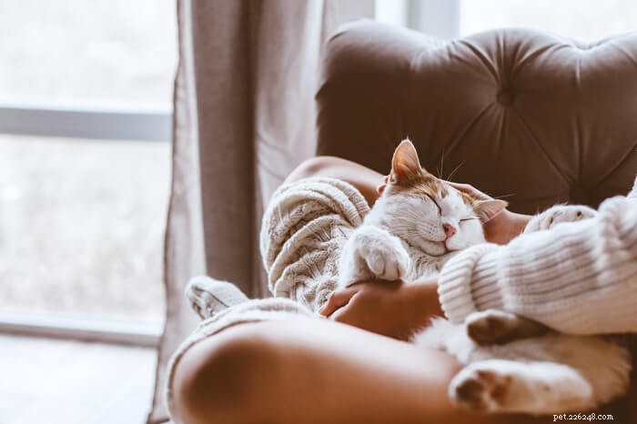 Why Your Cat Sleeps Between Your Legs: A Feline Behavior Guide