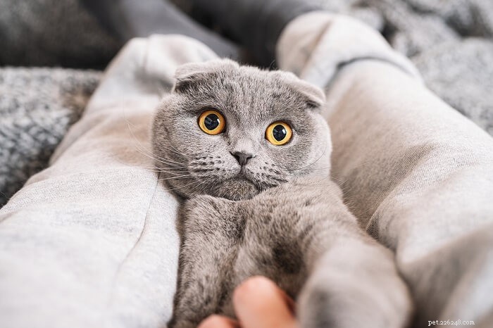 Why Your Cat Sleeps Between Your Legs: A Feline Behavior Guide