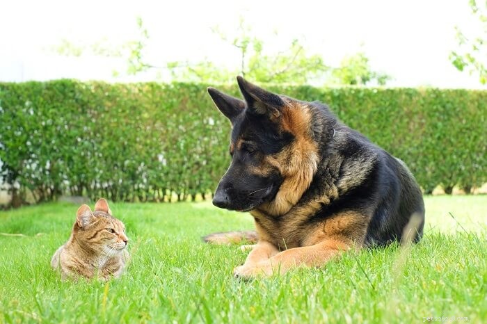 Can German Shepherds Coexist Harmoniously with Cats?