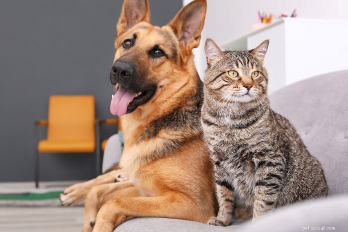 Can German Shepherds Coexist Harmoniously with Cats?