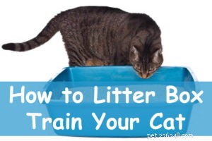 Litter Box Training: A Step-by-Step Guide to Help Your Cat Use It