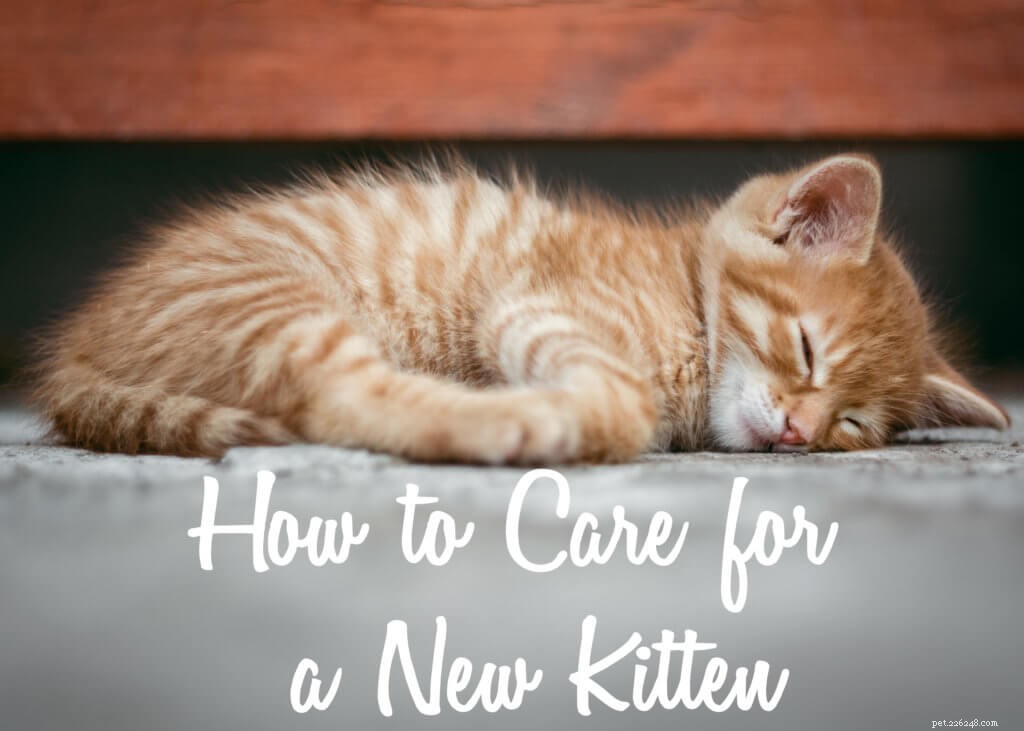 Essential Guide to Caring for a New Kitten: Tips for a Smooth Transition