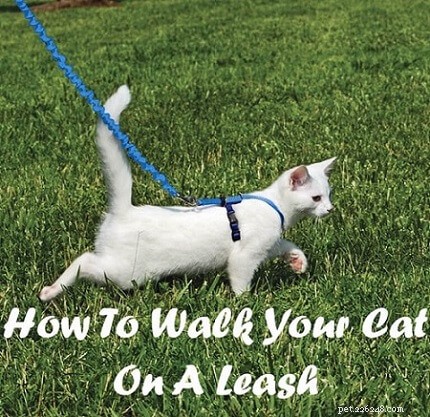 Walk Your Cat on a Leash: A Simple Guide for Stress‑Free Outdoor Adventures