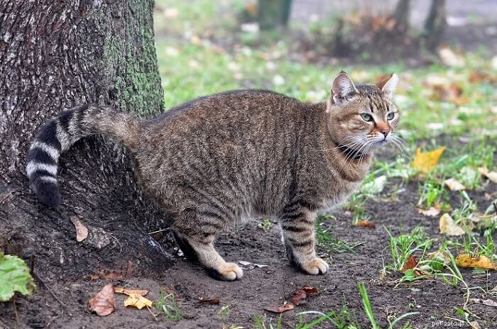 Understanding Cat Spraying: Causes & How to Stop It