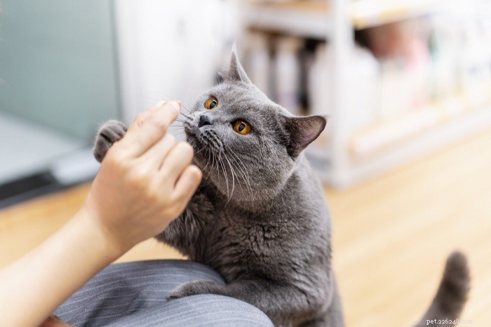 Top 9 Scents Cats Abhor: Protect Their Sensitive Noses