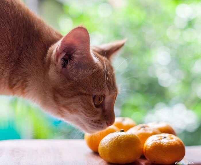 Top 9 Scents Cats Abhor: Protect Their Sensitive Noses