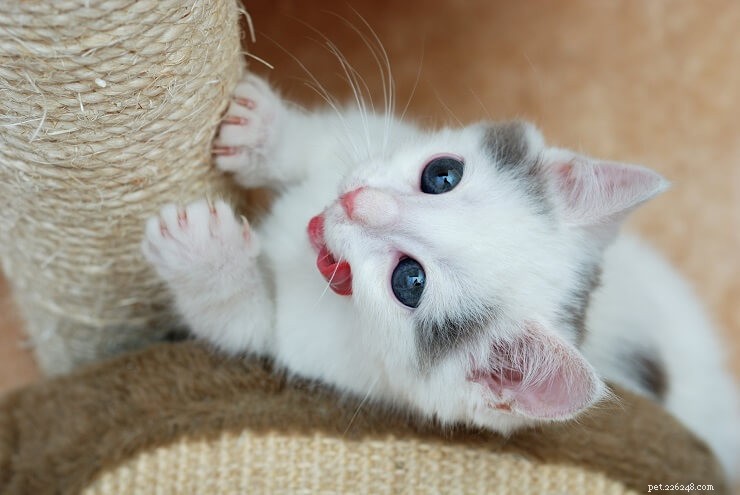 Understanding Cat Scratching: Causes, Solutions, and Prevention Tips