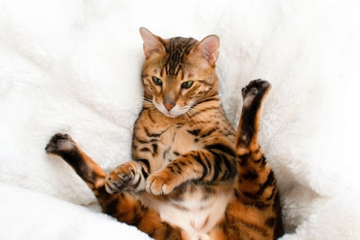 Distinctive Bengal Cat Names for Boys & Girls