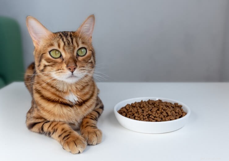 Distinctive Bengal Cat Names for Boys & Girls