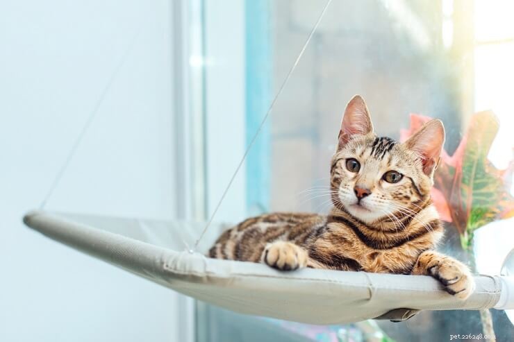 Distinctive Bengal Cat Names for Boys & Girls