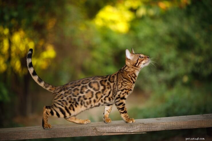 Distinctive Bengal Cat Names for Boys & Girls