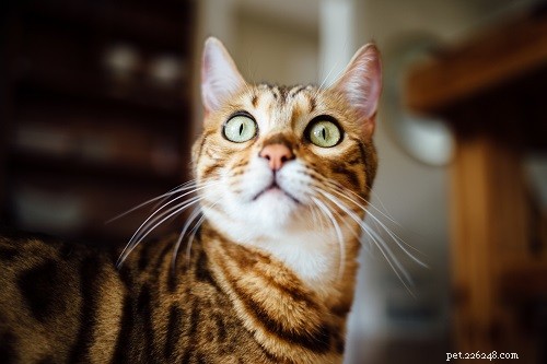 Distinctive Bengal Cat Names for Boys & Girls