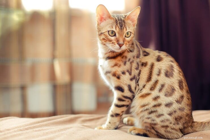 Distinctive Bengal Cat Names for Boys & Girls