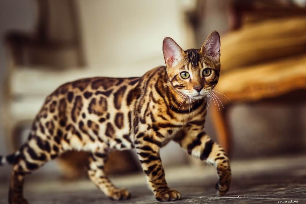 Distinctive Bengal Cat Names for Boys & Girls