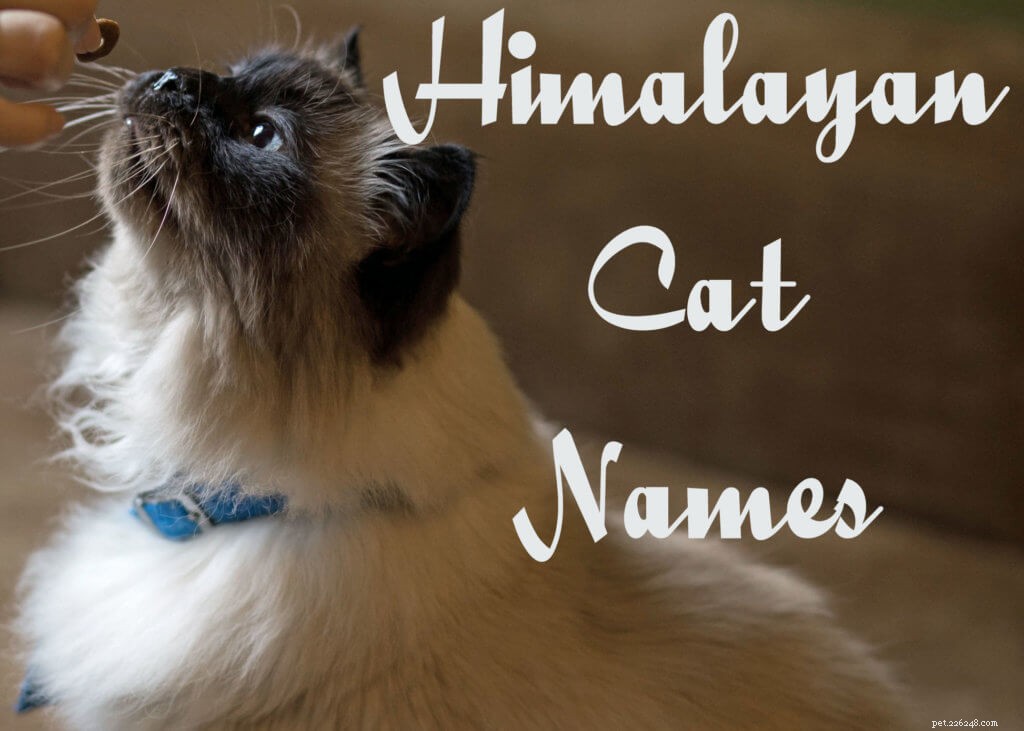 115 Adorable & Playful Names for Himalayan Cats