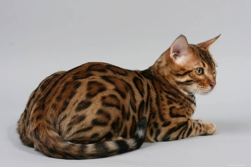 Distinctive Bengal Cat Names for Boys & Girls