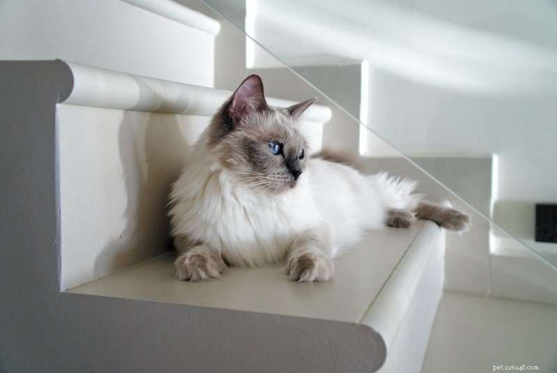 105 Charming Names for Ragdoll Cats – Find the Perfect Fit