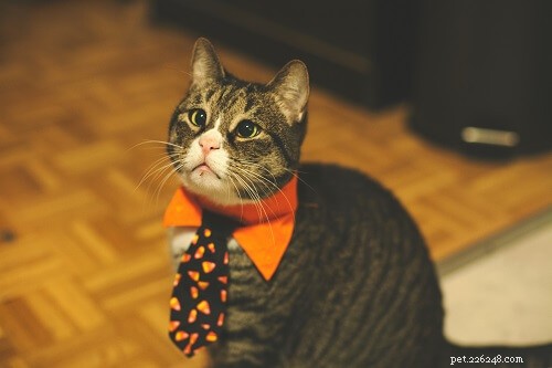 50 Spooky & Sweet Halloween Cat Names for Your New Feline Friend