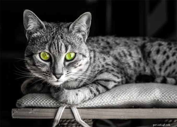 Top 500 Male Cat Names: A-Z Guide for Pet Parents