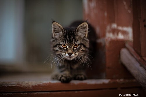 Top 500 Male Cat Names: A-Z Guide for Pet Parents